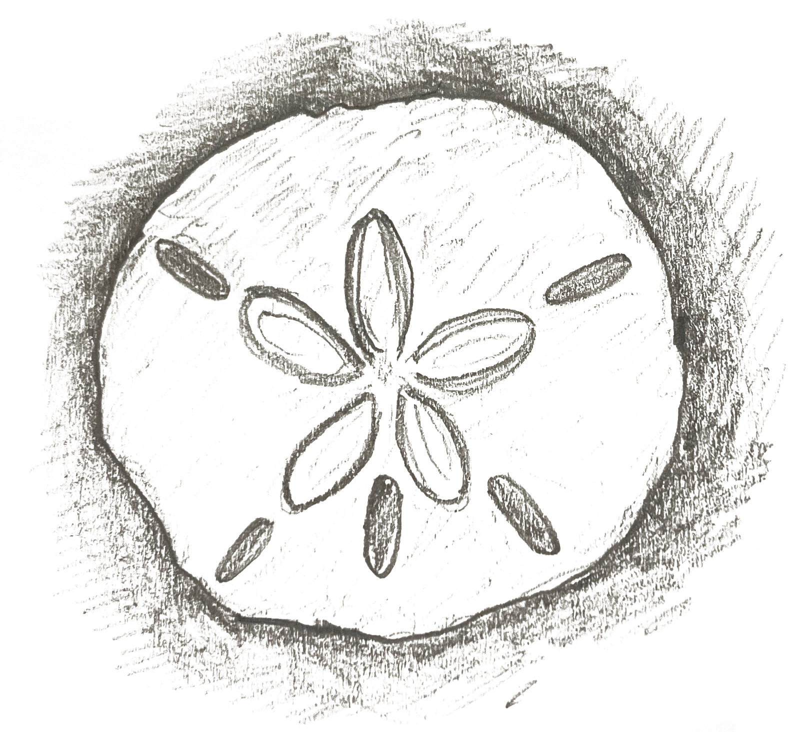 sketch of a sand dollar