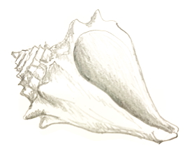 pencil drawing of a conch shell