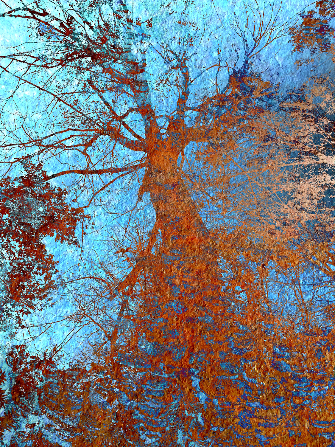 reflection of a tree in a puddle