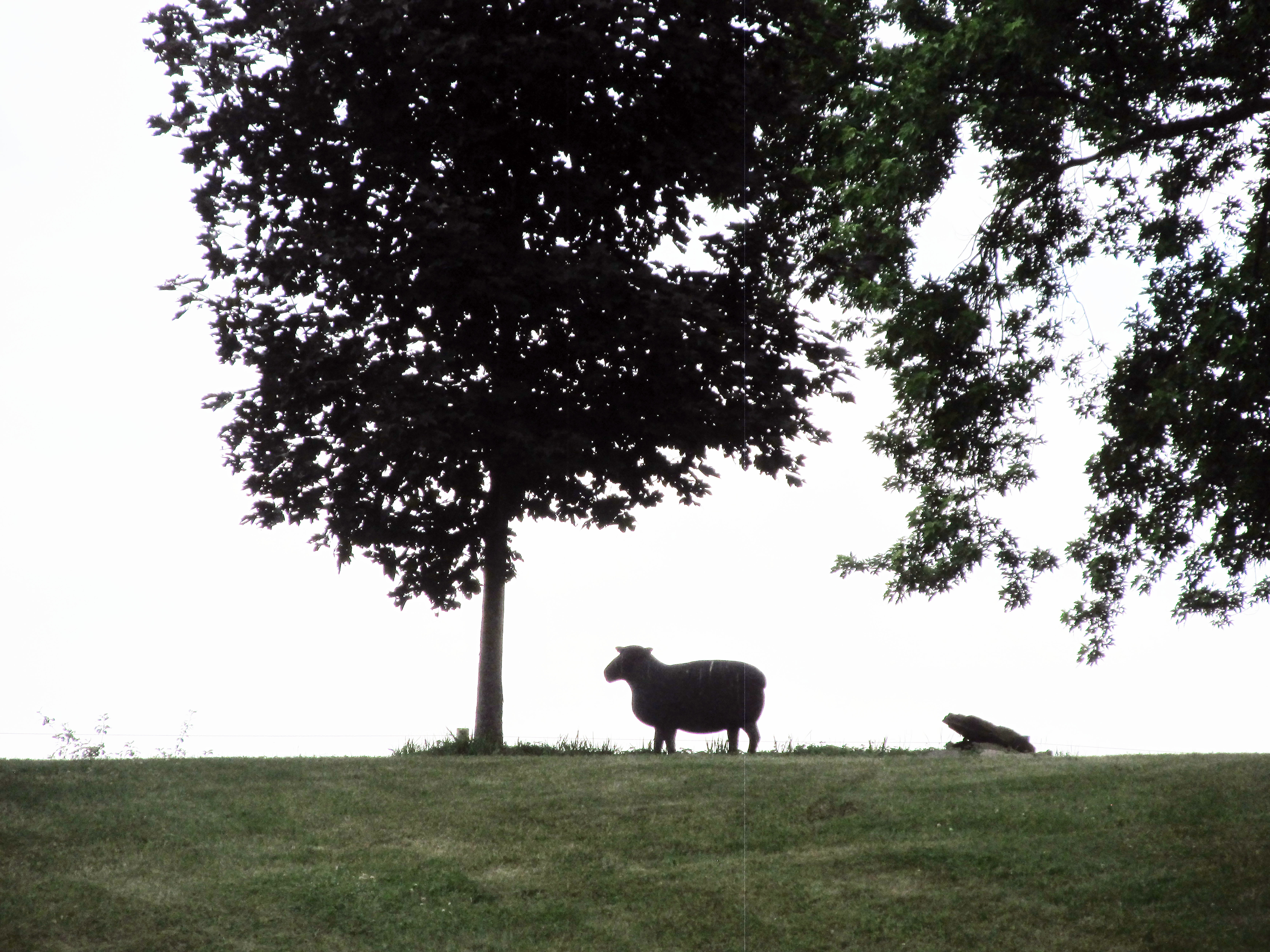 image of a sheep on a hill