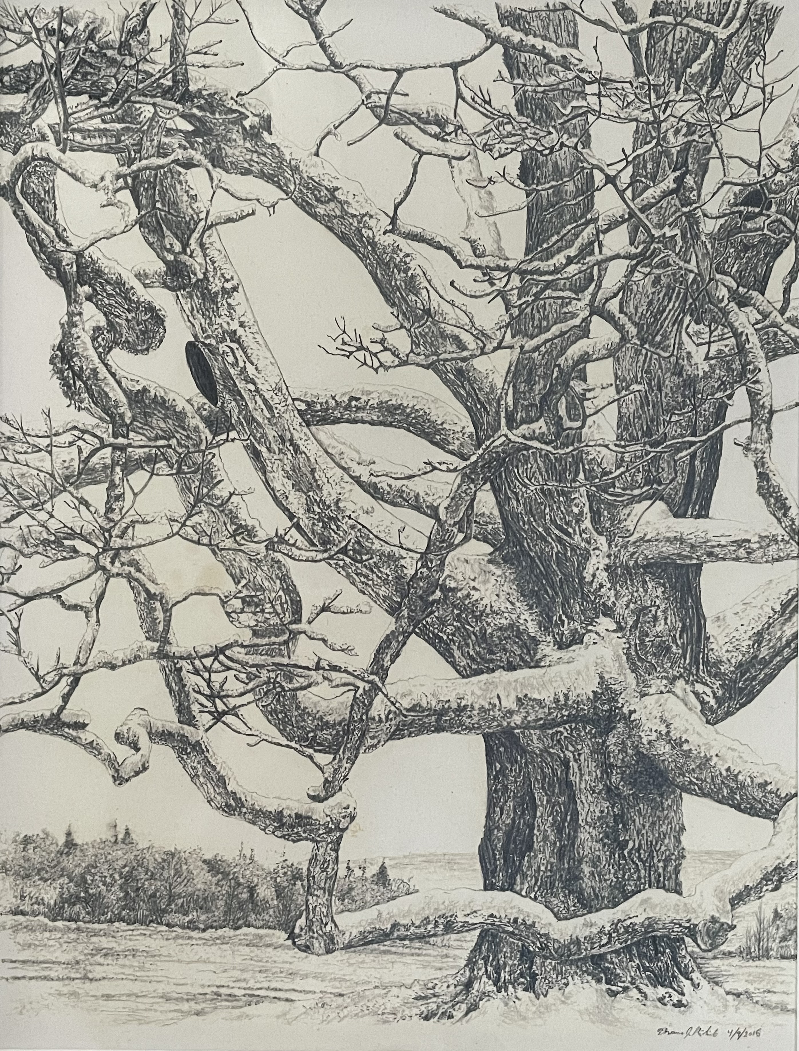 pencil drawing of a maple tree covered in snow