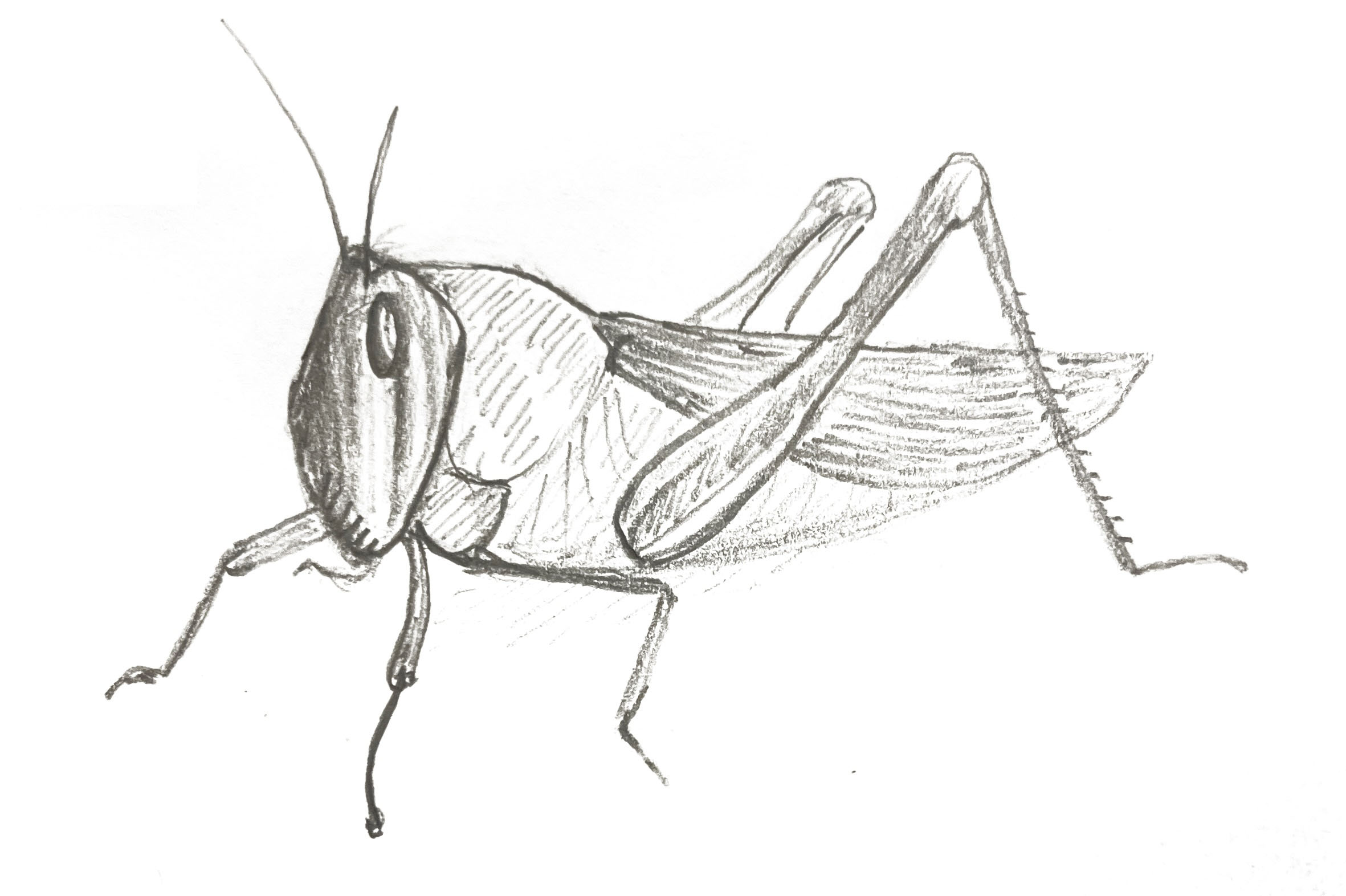 sketch of a grasshopper